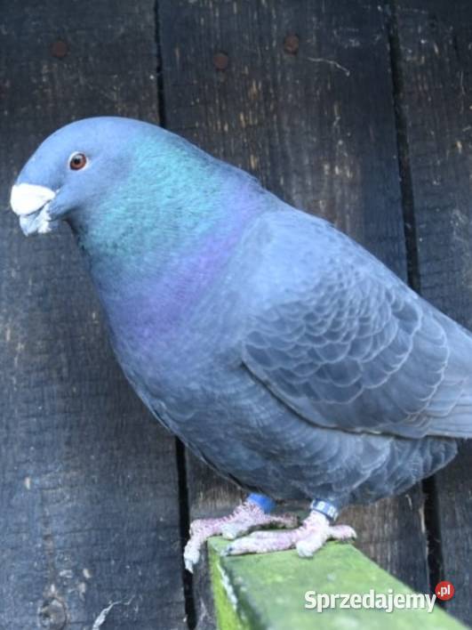 Gołębie ozdobne Show Racery Polkowice