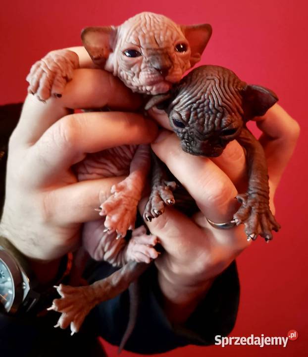 Sfinks Sphynx Zapraszamy Do Rezerwacji Warszawa