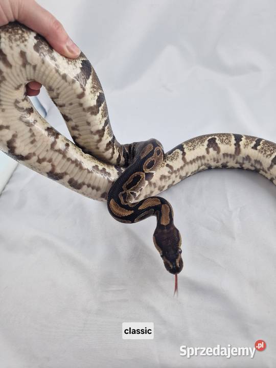 Pyton królewski python regius dorosła samica Wrocław sprzedam
