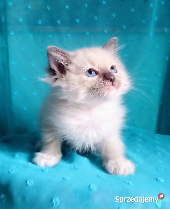 Cudowny kocurek Ragdoll z rodowodem i wyprawką
