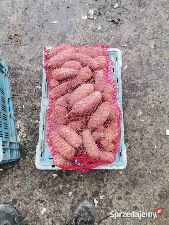 SPRZEDAM WARZYWA WSZYSTKIE WARZYWA POSIADAM Worki