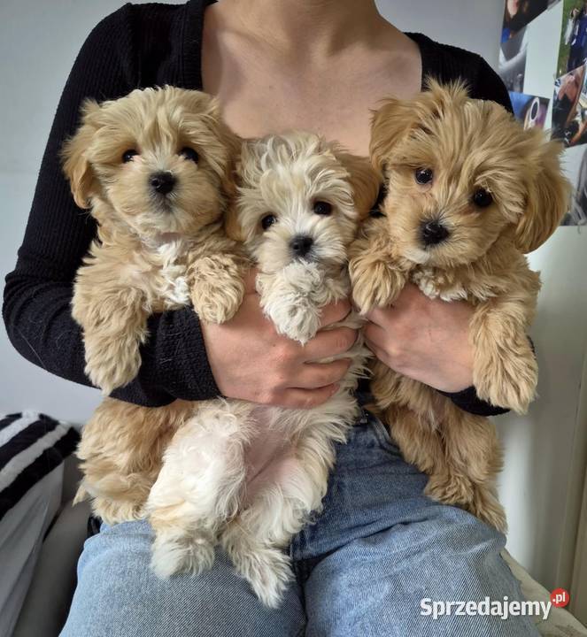 Maltipoo suczki Inowrocław