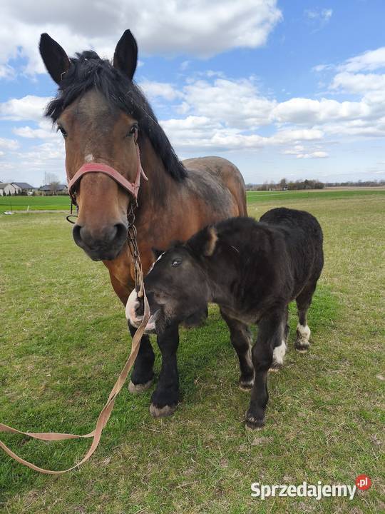 Klacze zimnokrwiste Konie Chełm