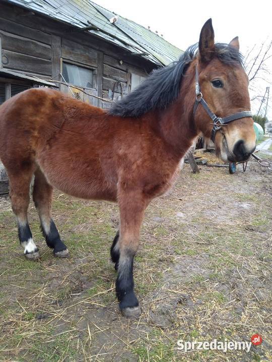 Źróbki roczne lubelskie Niewirków