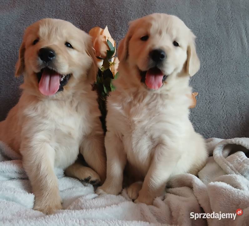 Golden Retriever z rodowodem Toruń