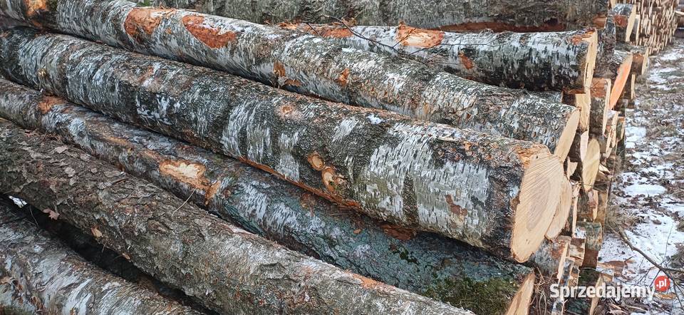 Sprzedam brzozę łupaną wielkopolskie Swarzędz