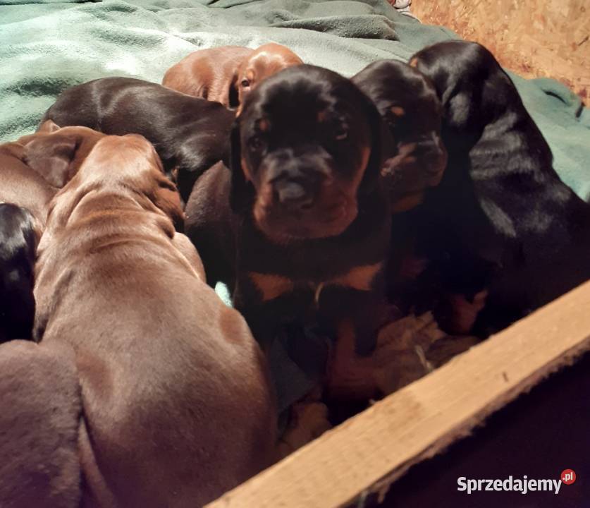 Gończy Polski szczenięta Psy Charzyno