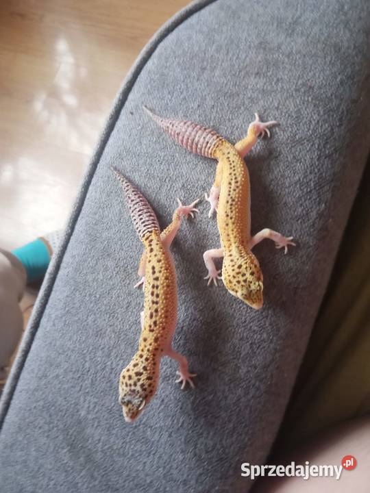 Sprzedam terrarium z gekonami Szczytna