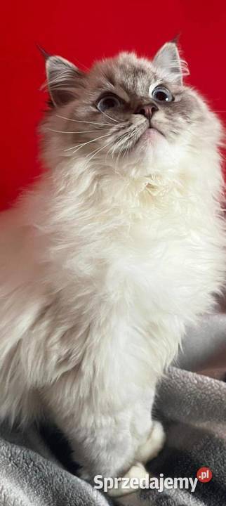 Ragdoll wystawowohodowlany Rzeszów