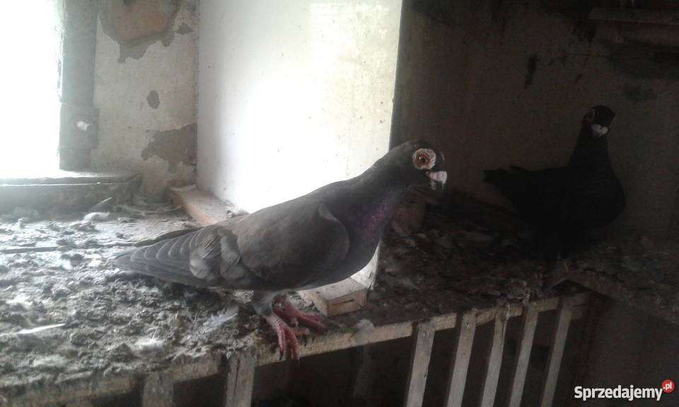 Gołąb Brodawczak Polski