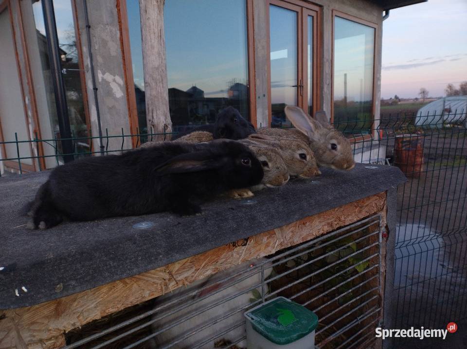 Samce mieszańce belgu kujawsko-pomorskie Turzno