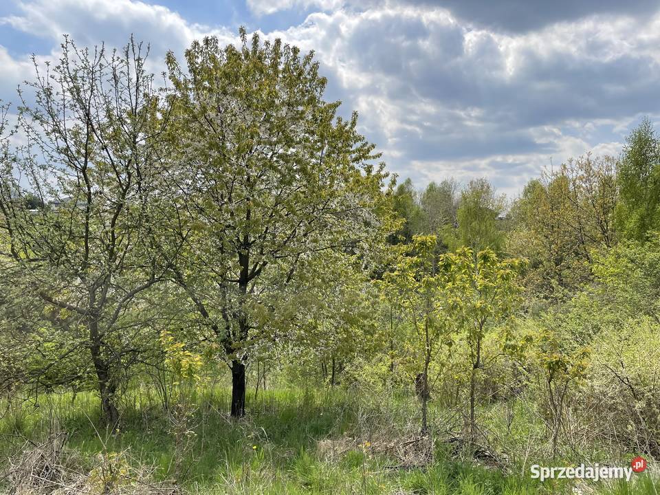 Dom z dużą działką na sprzedaż powiat staszowski Liczba pokoi 1 Kiełczyna