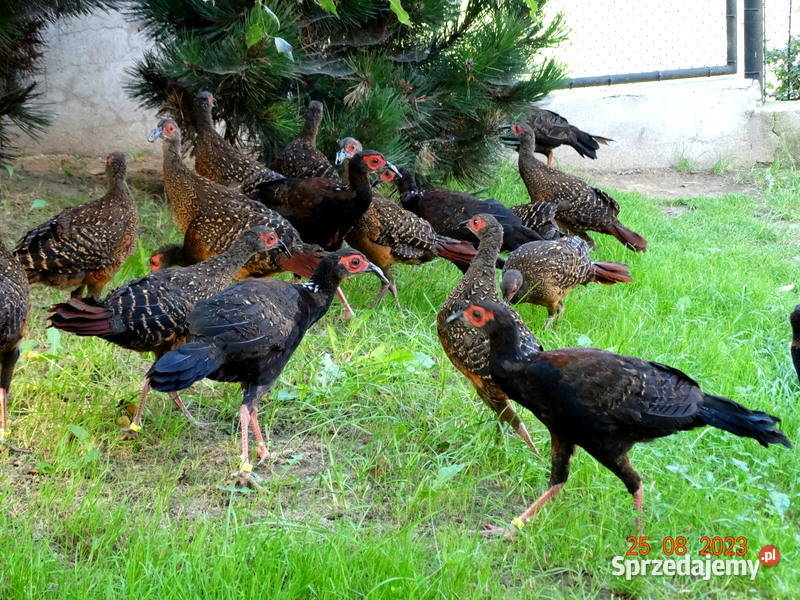 Sprzedam Bażanty Swinhoe Bażant z 2023r Samce i sprzedam