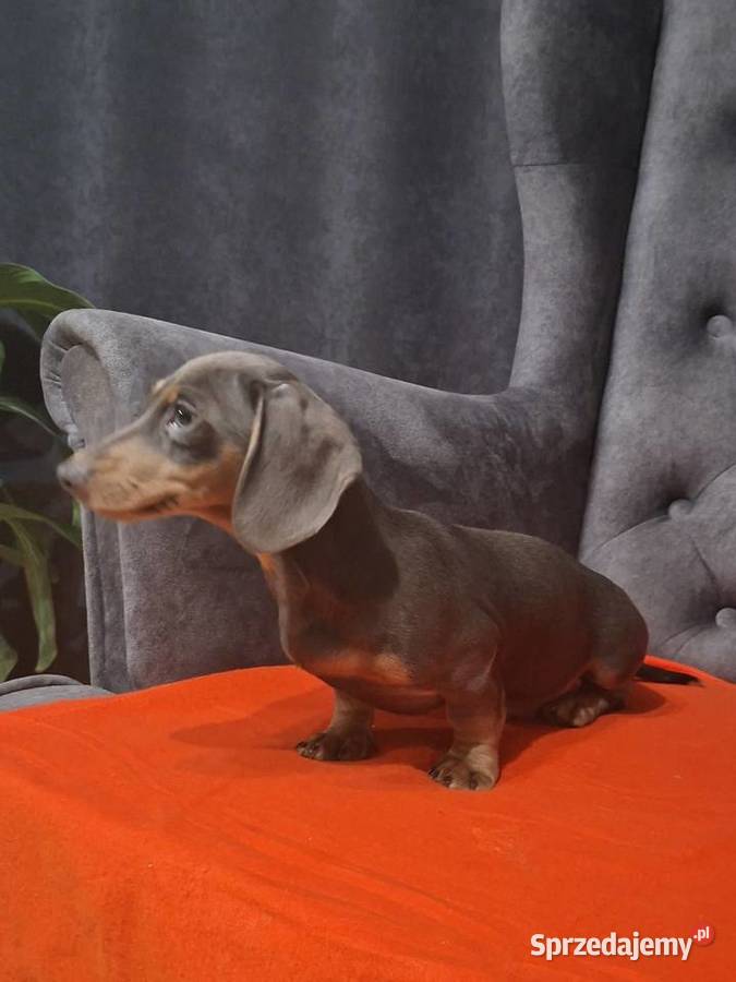 Jamnik niebieski Jamnik Żyrardów