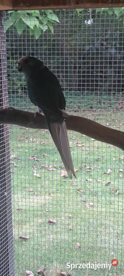 Modrolotki Hrubieszów