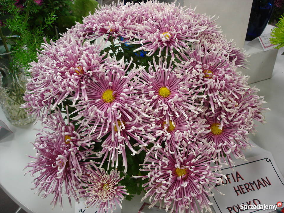 CHRYZANTEMY OGRODOWE ZIMUJĄCE DĄBKI dolnośląskie Jelenia Góra