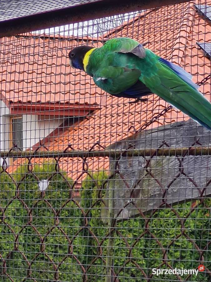 Barnard żółtobrzuchy Kraków
