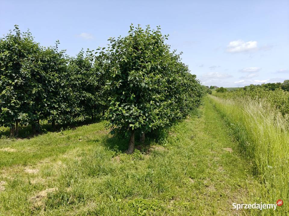 Syndyk sprzeda nieruchomości gruntowe w Śmiechowice