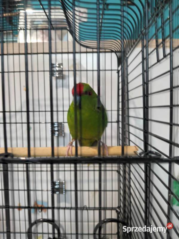 Papugi kozie z klatką Ptaki Wędkowy