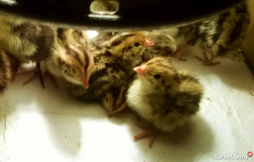 Przepiórka japońska przepiórki japońskie młode Pozostałe łódzkie Wola Krzysztoporska
