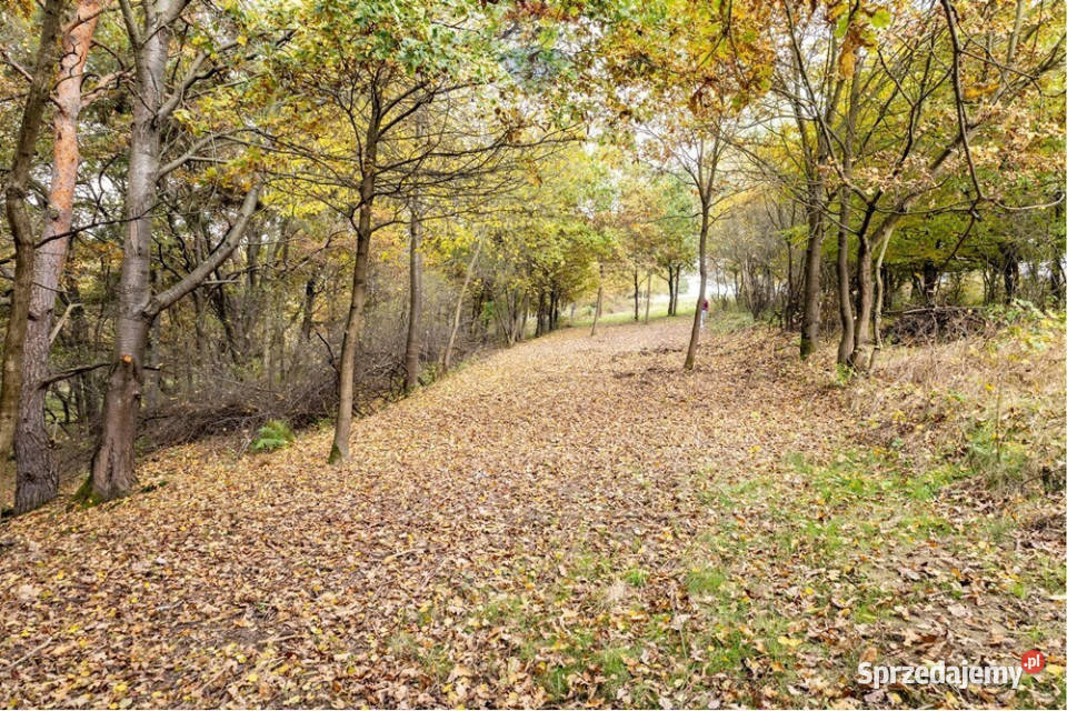 Działka leśna 862 m w Oczkowie 0m