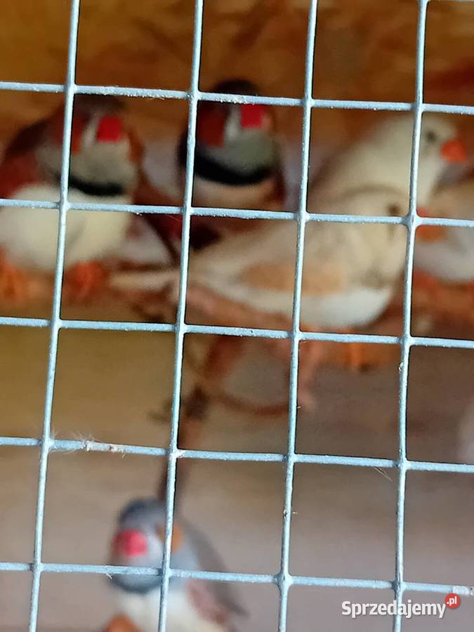 Zeberki dorosłe kolorowe sprzedam