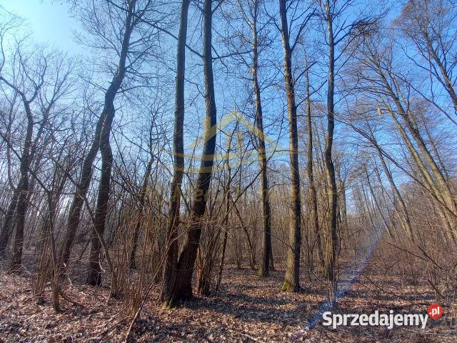 sprzedaży działki 6000m2 Budy Michałowskie Nieruchomości mazowieckie