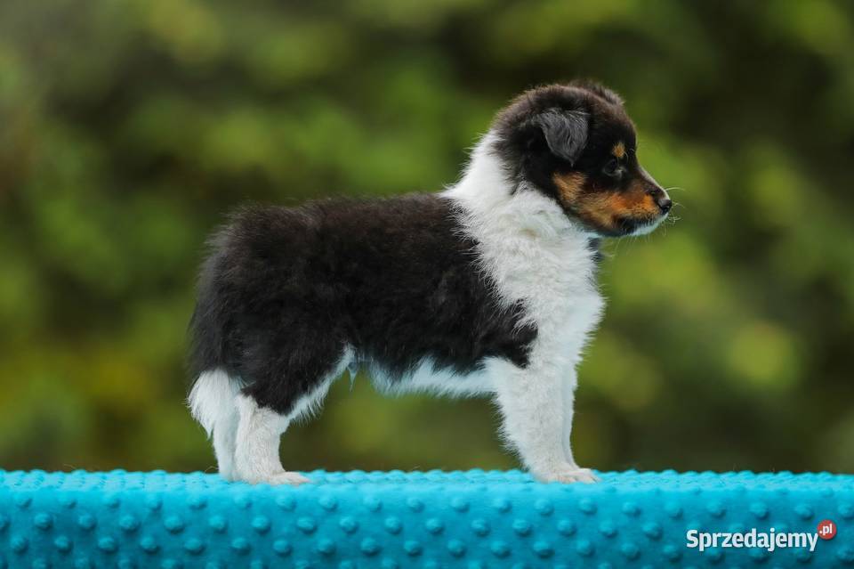 Owczarek szetlandzki sheltie nie border collie Halinów