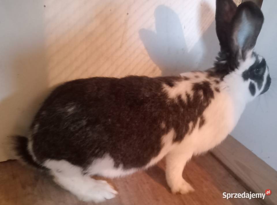 Samica srokacz królik śląskie