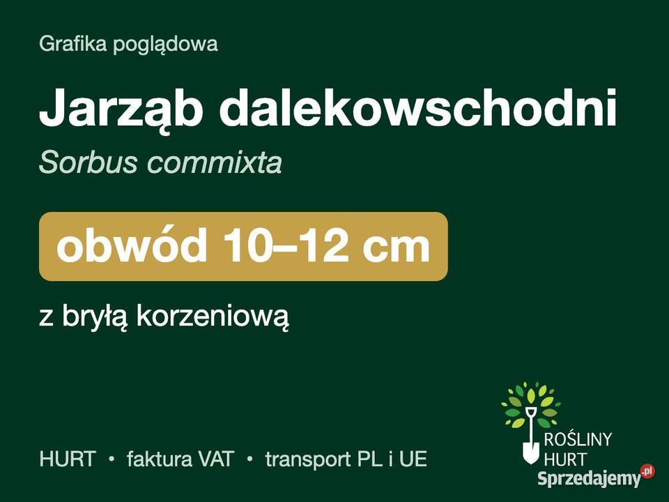 Jarząb dalekowschodni Sorbus commixta obwód 1012