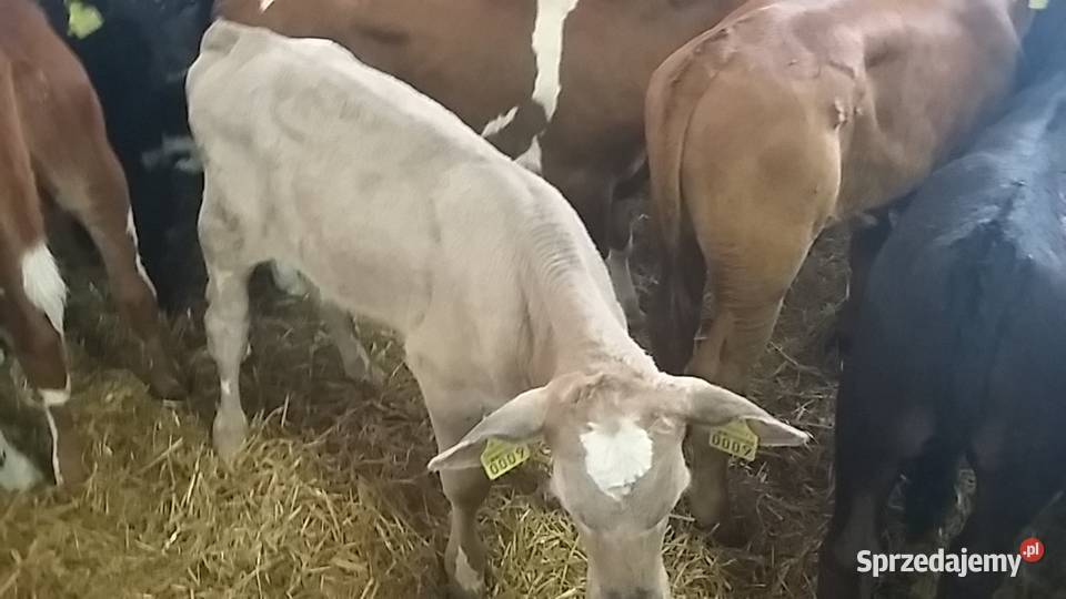 Byczki jaloszki Bydło Puławy sprzedam