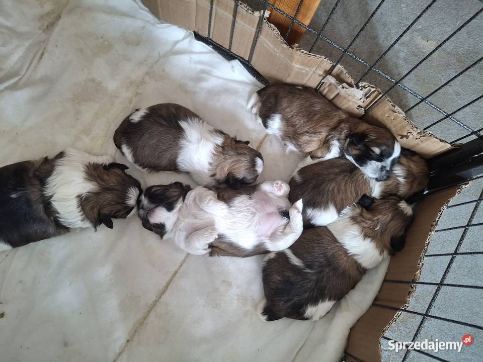 SHIHTZU TRICOLOR Shih Tzu mazowieckie Łosice