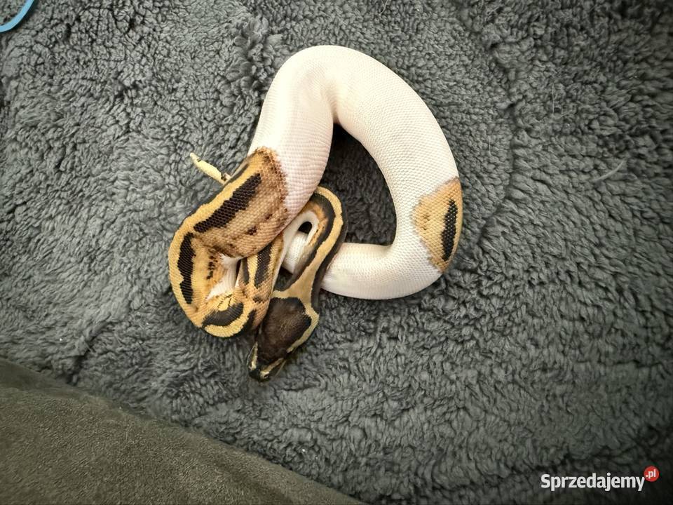 Węże w super odmianach Piebald Gady i płazy Bogatynia sprzedam