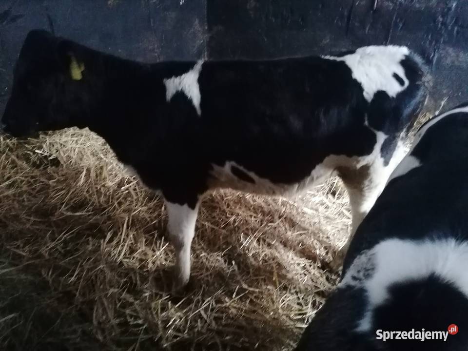 Cieleta jalowki 5 sztuk Tuchola