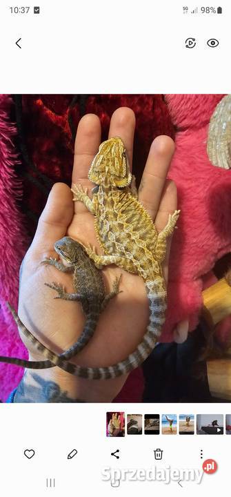 Agama brodata mlode red orange