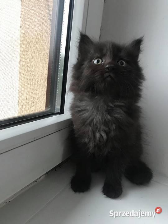 kocur czarny syberyjski Busko-Zdrój