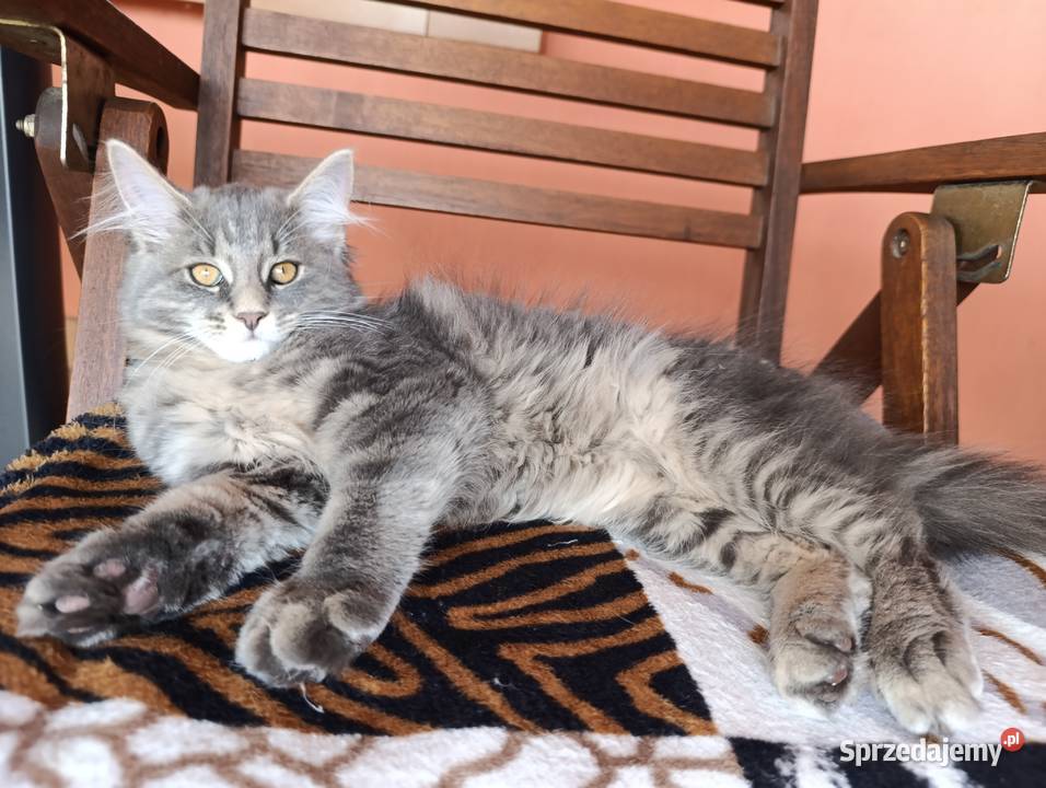 Urocza kotka Maine coon Krasnystaw