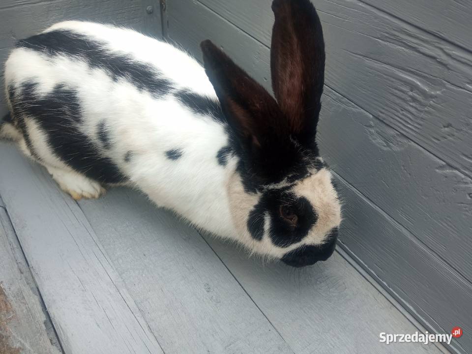 Króliki mieszance srokacz niemiecki młode biało Ryczywół
