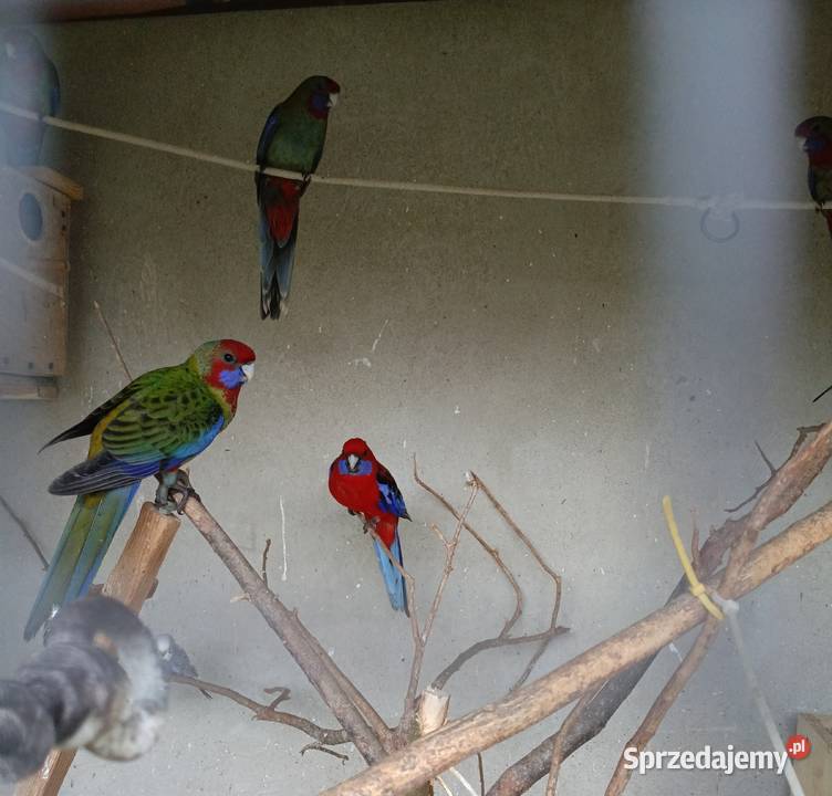 Rozela królewska Ptaki Pleszew sprzedam