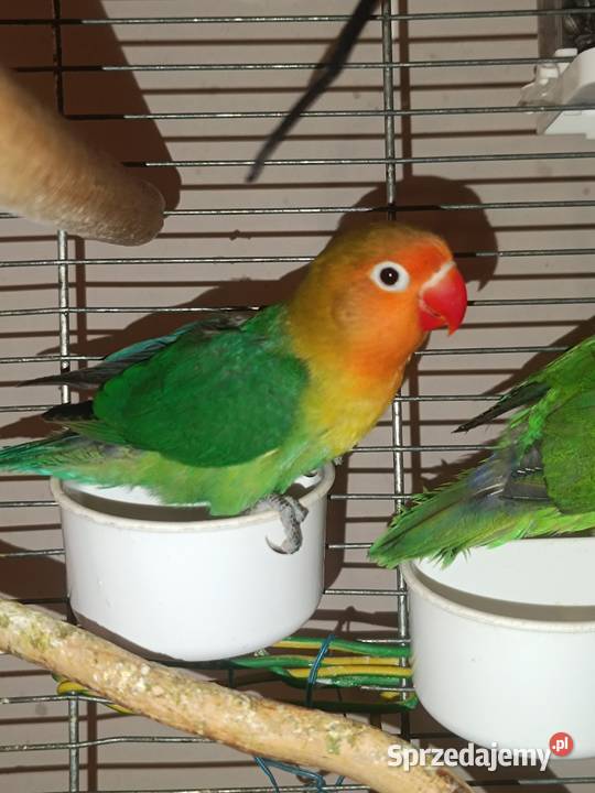 Fisher Nierozłączki podkarpackie Rzeszów