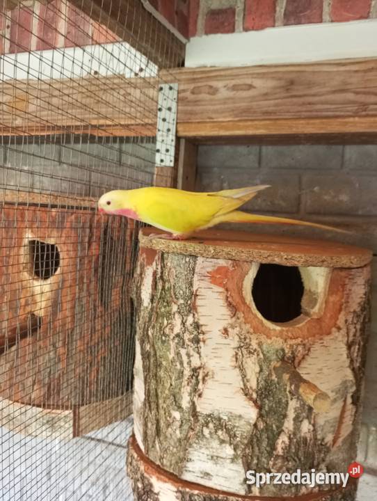 Księżniczka Walii samiec wielkopolskie Grodzisk Wielkopolski sprzedam