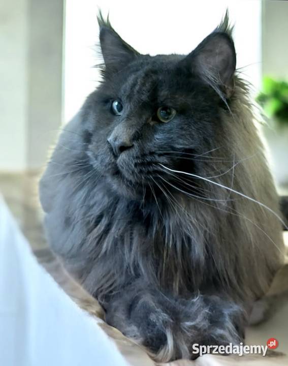 Maine Coon niebieski kocurek
