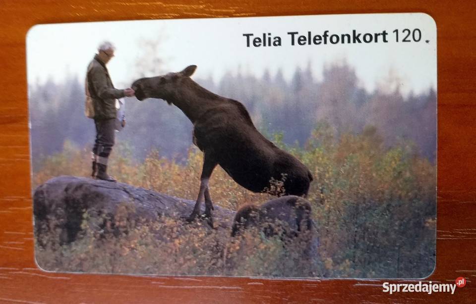 ŁOŚ JEDEN Z NAJWIĘKSZYCH SSAKÓW EUROPY KARTA Piszczac sprzedam