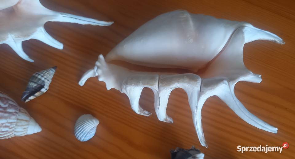 Muszle muszelki kolekcja 26 sztuk wielokolorowy Małkinia Górna