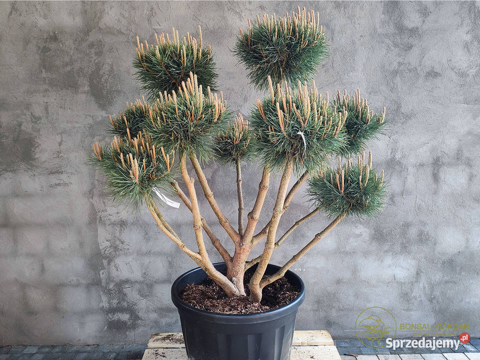 Sosna pospolita formowana 091 NIWAKI BONSAI Iglaste Wrocław