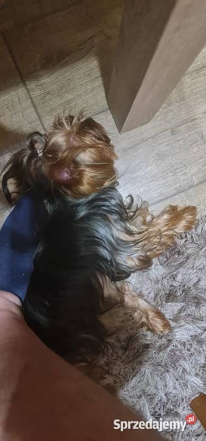 Yorkshirre terrier krycie pies z FCI Szczecin