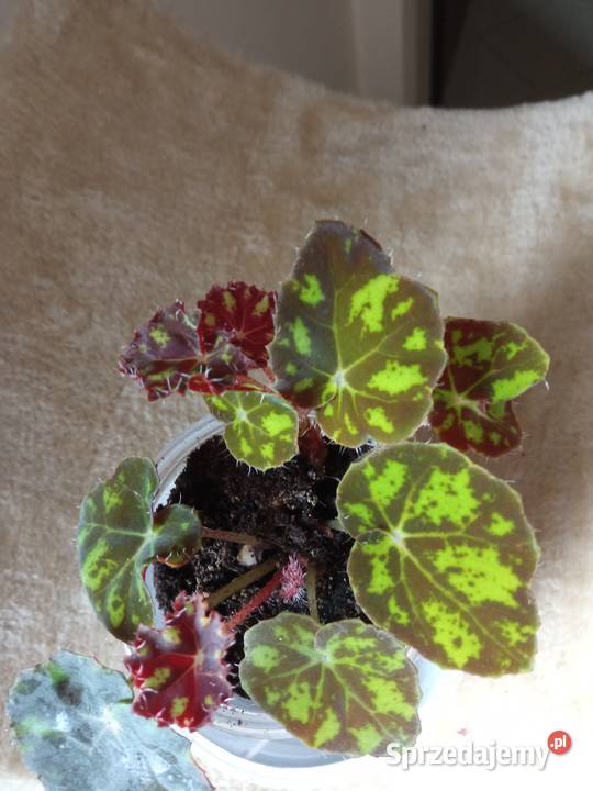 Begonia Silver Jewel begonia zebra podlaskie Białystok