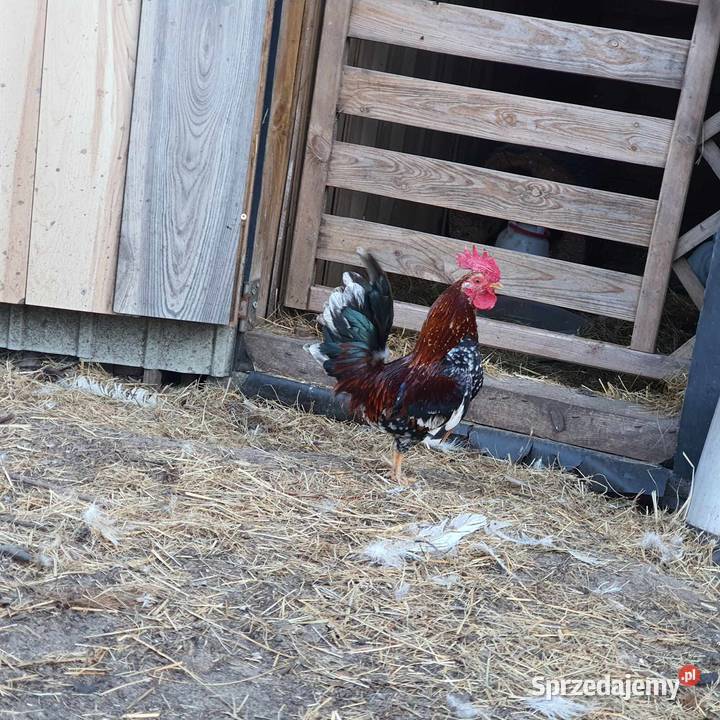 Miniaturowe koguciki ozdobne Konin
