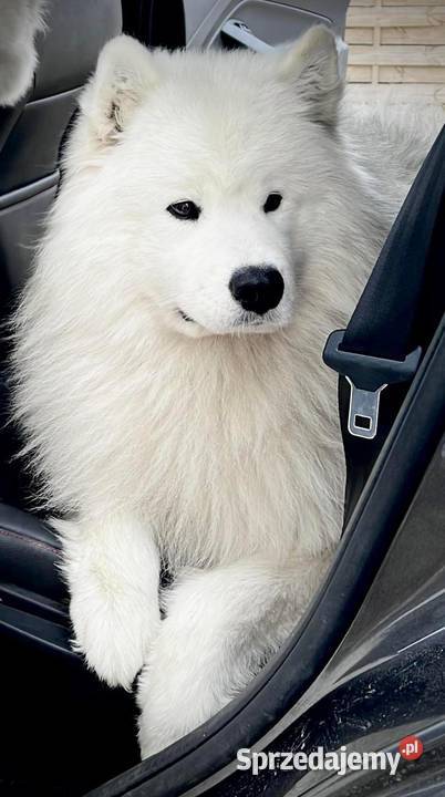 Samoyed szczenięta zwycięzcy Sopot 2023 Warszawa