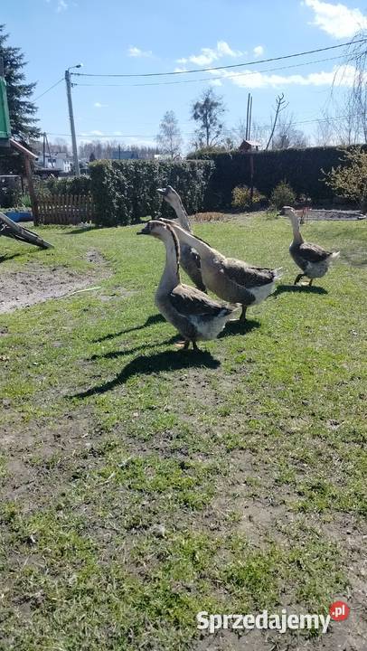 Jaja lęgowe gęś kubańska Suszec sprzedam